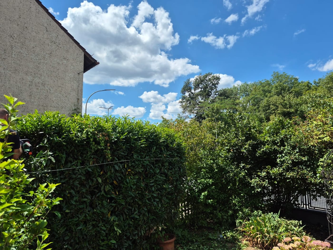Heckenschnitt — vorher